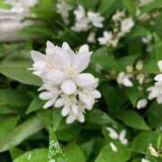 ヒメ日記 2026/04/01 10:00 投稿 つばき 人妻花かんざし