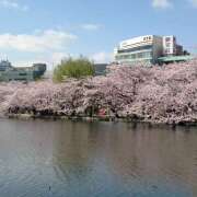 ヒメ日記 2026/04/06 10:11 投稿 つばき 人妻花かんざし