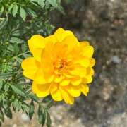 ヒメ日記 2026/04/09 10:03 投稿 つばき 人妻花かんざし