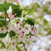 ヒメ日記 2026/04/11 14:36 投稿 つばき 人妻花かんざし