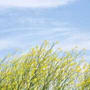 ヒメ日記 2026/04/17 10:00 投稿 つばき 人妻花かんざし