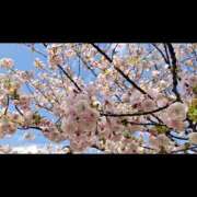 ヒメ日記 2026/04/03 18:16 投稿 よな ハピネス東京 吉原店