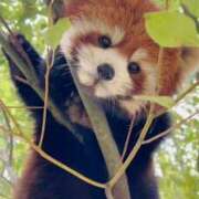 ヒメ日記 2026/03/25 16:02 投稿 れむ りんくう泉佐野ちゃんこ