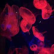 ヒメ日記 2026/04/01 02:22 投稿 のあ りんくう泉佐野ちゃんこ