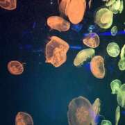 ヒメ日記 2026/05/11 02:32 投稿 のあ りんくう泉佐野ちゃんこ