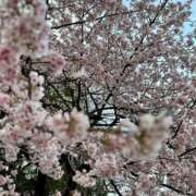 ヒメ日記 2026/03/12 12:00 投稿 つばき パンドラ(上野)