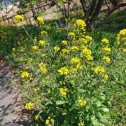 ヒメ日記 2026/03/21 10:21 投稿 ちよ 即アポ奥さん～浜松店～