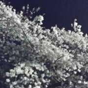 ちよ 夜桜 即アポ奥さん～浜松店～