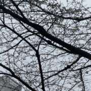 ヒメ日記 2026/03/24 11:47 投稿 るい 品川ミセスアロマ（ユメオト）