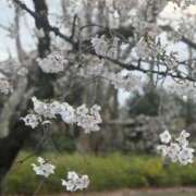 ヒメ日記 2026/04/03 17:01 投稿 るい 品川ミセスアロマ（ユメオト）