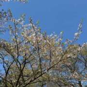 ヒメ日記 2026/04/27 11:22 投稿 らら チェリーデイズ新宿店