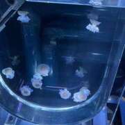 ヒメ日記 2026/02/24 21:35 投稿 あおい 渋谷くいーんず