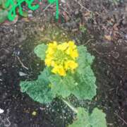 みどり 春　大好きです✨ Second Love（セカンドラブ）