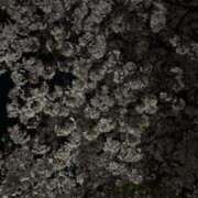 ヒメ日記 2026/04/12 14:31 投稿 カヤ Club Hearts