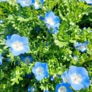 ヒメ日記 2026/04/14 17:01 投稿 はるひ Blue Lagoon(ブルーラグーン)