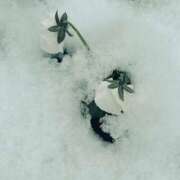 ヒメ日記 2026/02/17 17:00 投稿 べに 神田ハンドメイド