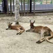 べに ✲お礼 神田ハンドメイド