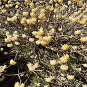 ヒメ日記 2026/03/14 18:38 投稿 べに 神田ハンドメイド