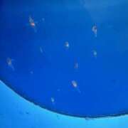 ヒメ日記 2026/03/26 18:10 投稿 べに 神田ハンドメイド