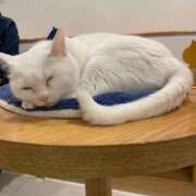 ヒメ日記 2026/03/11 13:55 投稿 新開 あいら 妻の友人