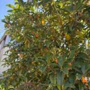 ヒメ日記 2026/10/12 13:35 投稿 新開 あいら 妻の友人