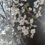 ヒメ日記 2026/04/02 14:32 投稿 石山ゆうか 五反田マーマレード(ユメオト)