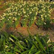 るりは 2月終わりますね~🌼 日本橋・谷九サンキュー