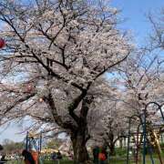 ヒメ日記 2026/04/08 13:21 投稿 みみ 国分寺人妻研究会