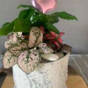 ヒメ日記 2026/02/01 11:35 投稿 大園せれな 熟女パラダイス岐阜羽島店（カサブランカグループ）