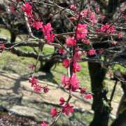 ヒメ日記 2026/02/05 10:51 投稿 大園せれな 熟女パラダイス岐阜羽島店（カサブランカグループ）