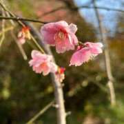 ヒメ日記 2026/02/08 09:55 投稿 大園せれな 熟女パラダイス岐阜羽島店（カサブランカグループ）