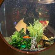 ヒメ日記 2026/02/18 17:45 投稿 大園せれな 熟女パラダイス岐阜羽島店（カサブランカグループ）