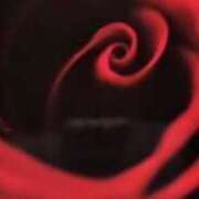 ヒメ日記 2026/02/24 10:05 投稿 大園せれな 熟女パラダイス岐阜羽島店（カサブランカグループ）