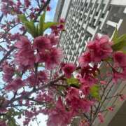 ヒメ日記 2026/03/02 08:53 投稿 大園せれな 熟女パラダイス岐阜羽島店（カサブランカグループ）