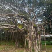 ヒメ日記 2026/03/04 23:59 投稿 大園せれな 熟女パラダイス岐阜羽島店（カサブランカグループ）