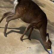 ヒメ日記 2026/03/12 12:05 投稿 大園せれな 熟女パラダイス岐阜羽島店（カサブランカグループ）