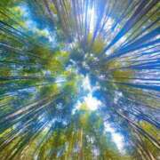 ヒメ日記 2026/03/20 23:41 投稿 大園せれな 熟女パラダイス岐阜羽島店（カサブランカグループ）