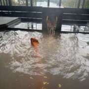 ヒメ日記 2026/04/02 01:01 投稿 大園せれな 熟女パラダイス岐阜羽島店（カサブランカグループ）