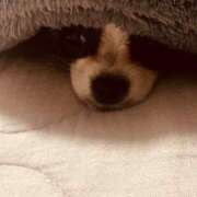 ヒメ日記 2026/04/04 10:13 投稿 大園せれな 熟女パラダイス岐阜羽島店（カサブランカグループ）