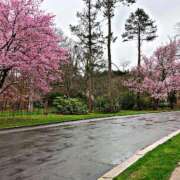 ヒメ日記 2026/03/24 21:52 投稿 甘口あまね MAHARAJA(マハラジャ)千葉