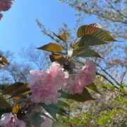 かえで 2/11&14完売ありがとうございました💝 スパーク梅田店