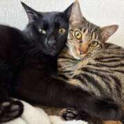 ヒメ日記 2026/04/01 00:52 投稿 きぬ ハピネス福岡