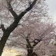 ヒメ日記 2026/04/10 20:00 投稿 はな 白いぽっちゃりさん五反田店