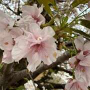 ヒメ日記 2026/04/11 01:44 投稿 美月あずさ しこたま奥様　熊本店（アクセスグループ）