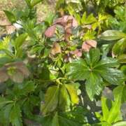 ヒメ日記 2026/04/03 16:18 投稿 かこ おいらん遊郭