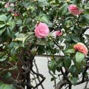 ヒメ日記 2026/03/21 22:03 投稿 ちなつ 川崎人妻城