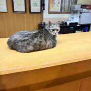 みずさ お店の女の子さまへ。 Versailles