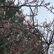 ヒメ日記 2026/03/07 15:53 投稿 さな奥様 人妻です