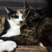 ヒメ日記 2026/02/08 11:52 投稿 ゆうあ ロイヤル土佐