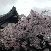 ヒメ日記 2026/03/26 18:18 投稿 みこと 静岡駅前ちゃんこ